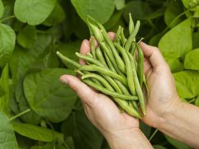 Zelené fazolky jsou výtečným zpestřením jídelníčku