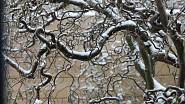 Líska obecná s pokroucenými větvemi, varieta Contorta, je velmi dekorativnín i v zimě.
