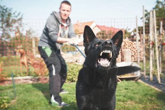Každý majitel psa by měl u svého psa poznat, kdy se chystá zaútočit.