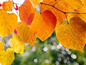 Podzimně zbarvené listy.