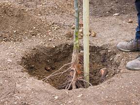 Jak zasadit prostokořenný stromek?