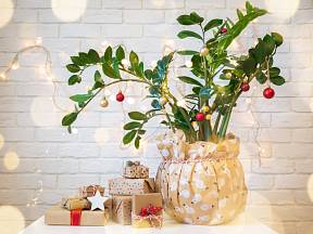 Které nenáročné pokojové rostliny se hodí jako dárek Vánoce?