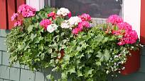 Okenní truhlíky můžete osadit jednoduchou, ale i náročnou sestavou květin.