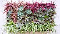Zelená stěna pojme obrovské množství rostlin. 