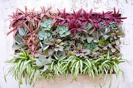 Zelená stěna pojme obrovské množství rostlin. 
