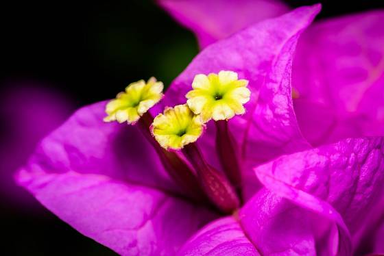 Bugenvilea (Bougainvillea) - detail květu.