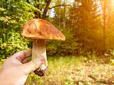 kde v lese hledat houby hřib