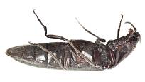 Charakteristické pro tyto brouky je, že se dokáží vymrštit z pozice na hřbetu rychlým prohnutím těla, které provází slyšitelné cvaknutí. V angličtině si proto vysloužili název click beetle v češtině se jim také říká pružníci.