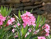 Oleandr obecný (Nerium oleander) je dekorativní keř až strom a jediný zástupce rodu oleandr (Nerium).