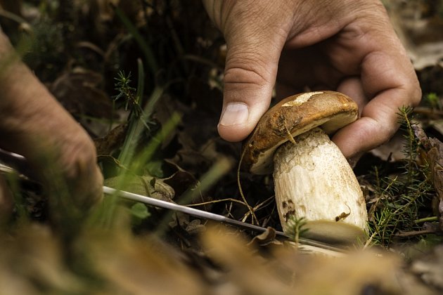 Spousta houbařů bojí vyndat celou houbu z půdy a raději ji u země odřezávají. Podle mykolologa Petra Kohouta je to však zbytečné.