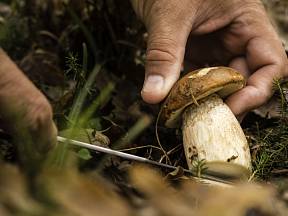 Spousta houbařů bojí vyndat celou houbu z půdy a raději ji u země odřezávají. Podle mykolologa Petra Kohouta je to však zbytečné.