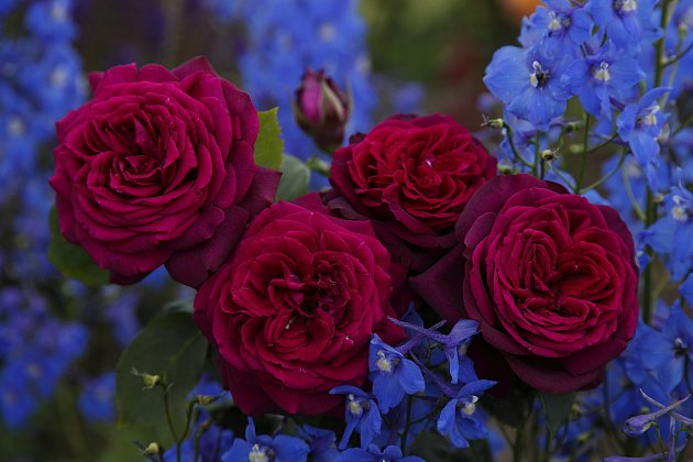 velkokvěté růže odrůdy Gräfin Diana