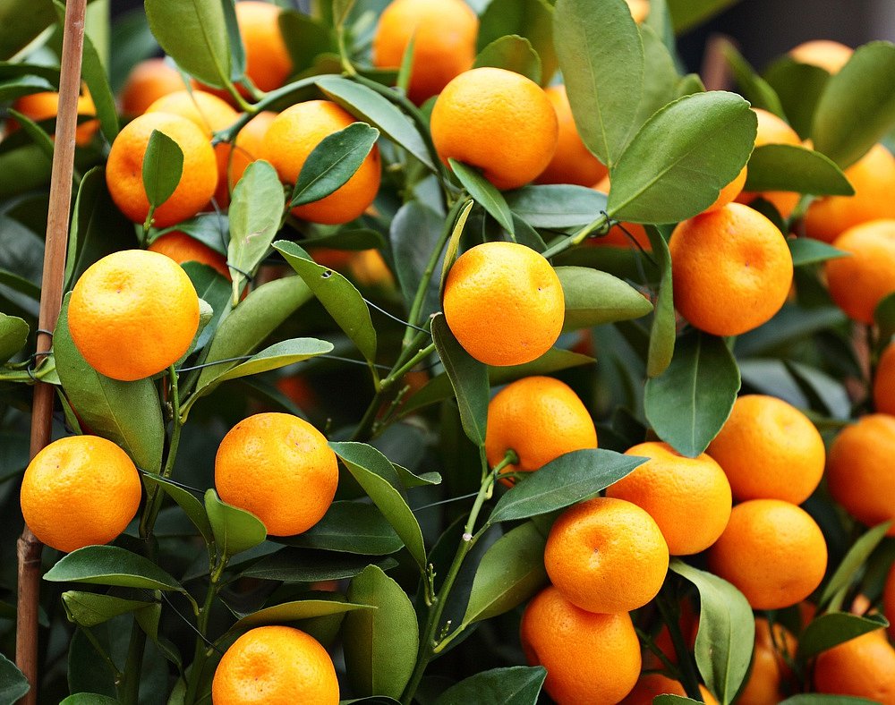 Které odrůdy citrusů jsou vhodné pro pěstování v bytě? | iReceptář.cz