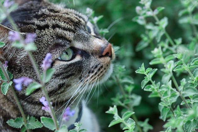 Šanta kočičí má prokazatelné repelentní účinky proti velkému množství hmyzu
