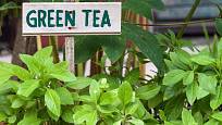 Čajovník je stálezelená teplomilná rostlina.