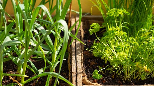 Pokud se rozhodnete pěstovat česnek na balkoně nebo za oknem, nejdříve musíte pochopit, jak roste