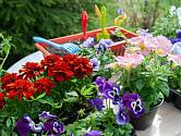 V oblastech, kde již nehrozí přízemní mrazíky, můžete kvetoucí rostliny vysadit v polovině dubna.