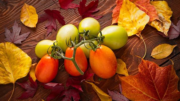 Co dělat s rajčaty na podzim? Nechte je dozrát.