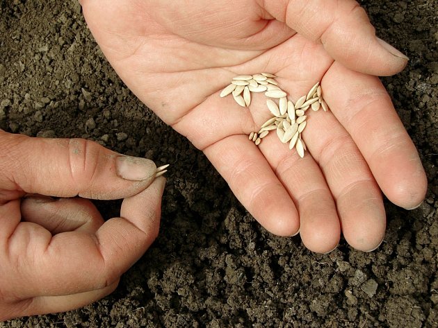 Výsev semen okurek.