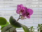 Můrovec (Phalaenopsis) můžeme pěstovat i v domácích podmínkách.