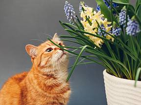 Kočky rády okusují pokojové rostliny