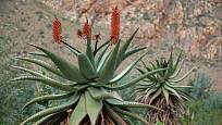 aloe kapská (Aloe ferox)