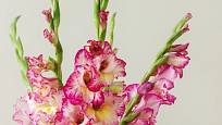 Pro postupné rozkvétání patří gladioly k oblíbeným řezaným květinám.