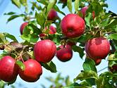 Aby byly jabloně zdravé a měli jste bohatou sklizeň chutných plodů, je nutné stromu věnovat čas