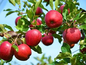 Aby byly jabloně zdravé a měli jste bohatou sklizeň chutných plodů, je nutné stromu věnovat čas