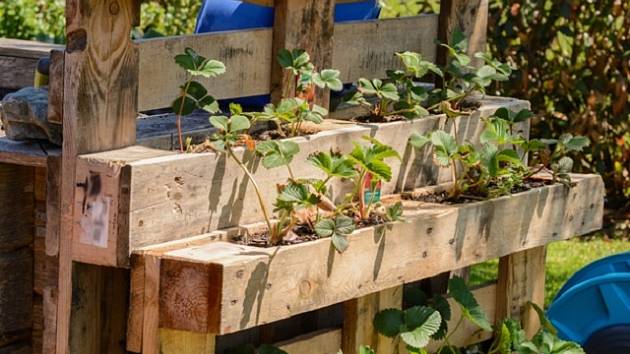 Jak pěstovat jahody vertikálně na zdi nebo u plotu v dřevěných paletách |  iReceptář.cz