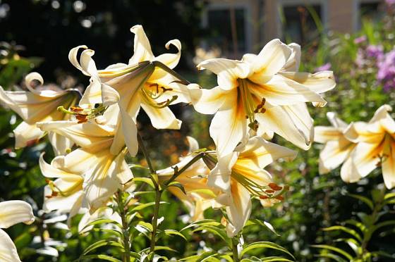 OT hybridy jsou odolné, vysoké a atraktivní lilie
