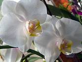 Až si přinesete orchidej domů, dopřejte jí určitě místo bez přímého slunce.