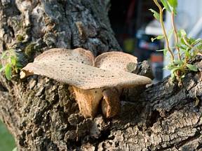 V principu dřevokazné houby enzymaticky rozkládají odumřelé kmeny, pařezy a větve.
