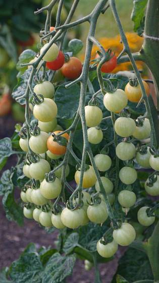 Mezi nejsladší cherry rajčátka patří plodná odrůda Sweet Aperitif