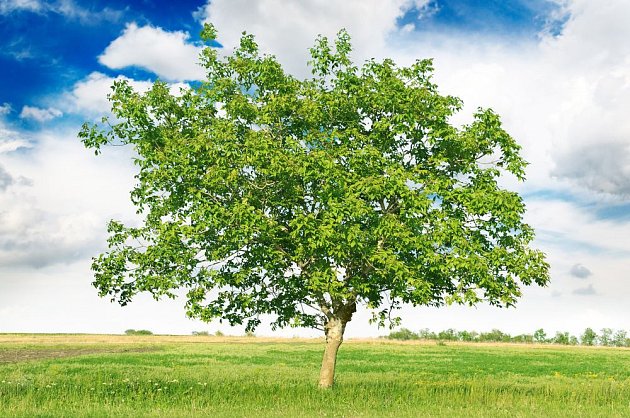 Ořešák královský je strom užitečný i krásný