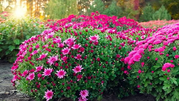 Teď je ideální čas množit chryzantémy. Na podzim se vám odmění nádhernými květy.