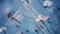 Vážky jsou nejkrásnější ozdobou zahradního jezírka a květin kolem něj