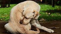 Když se pes často drbe a kouše, patrně ho trápí blechy