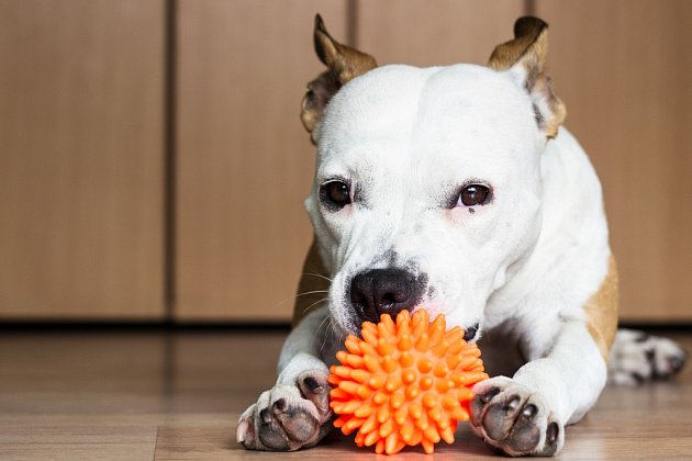 Pro větší psy jsou ideální 'žvýkací hračky'.
