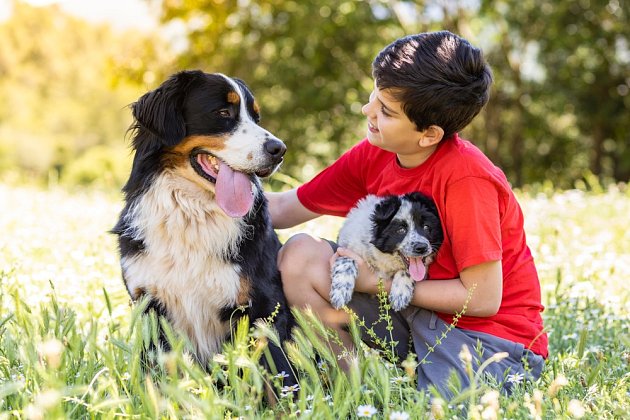 BSP - bernský salašnický pes prostě děti miluje.