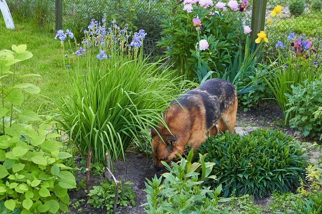 Je vůbec možné ochránit zahradu před svérázným psím zahradničením?