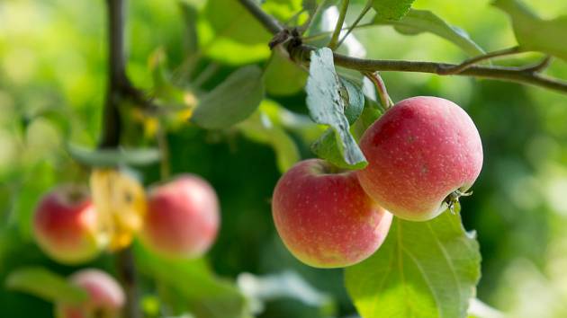 Letní jablíčka jsou zdravou prázdninovou dobrotou, kterou milují jak děti, tak i dospělí. 