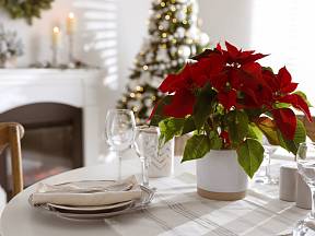 Vánoční hvězda při správné péči nádherně podpoří vánoční atmosféru.