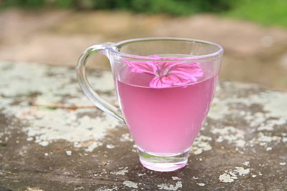 Hojivý slézový čaj má růžovou barvu a příjemnou chuť