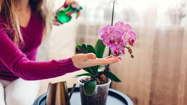 O orchideje se musíme starat s citem, tak jako ony pečují zpětně o nás