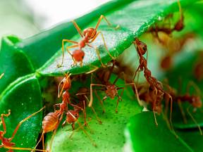 Mravenci mají na zahradě své místo, ale bohužel dokážou i značně škodit.