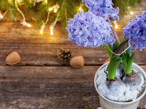 Umíte rychlit hyacinty, aby vám kvetly na vánočním stole?