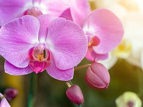 Chcete krásně kvetoucí a zdravé orchideje? Uvařte jim banánový čaj!