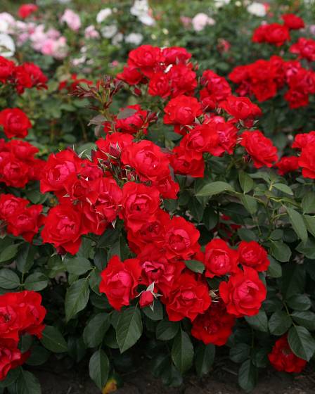 Mnohokvětá růže Black Forest Rose