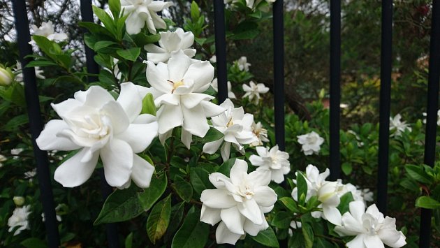 Gardénie okouzlují množstvím bílých květů.